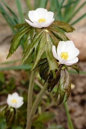 Podophyllum Hexandrum Ban Kakri