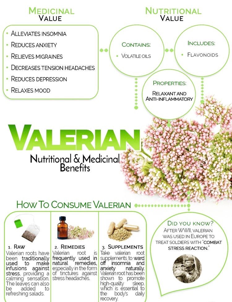 Valeriana Jatamansi MuskBala