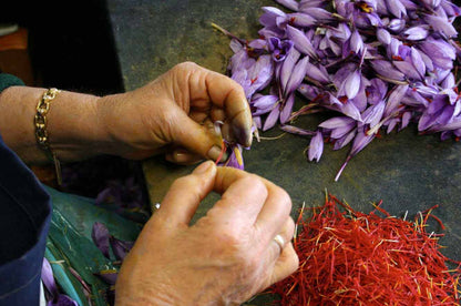 Raw Saffron Crop - Lachha