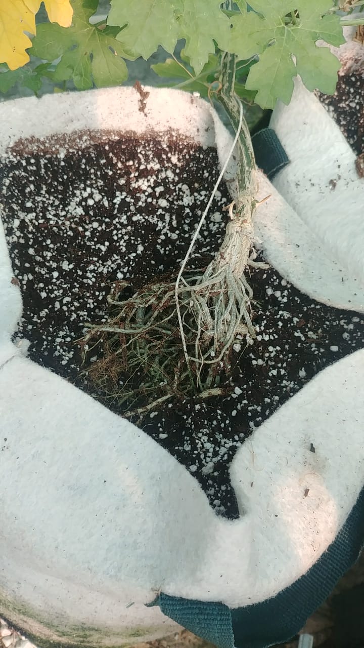 BIOGROW BREATHABLE GROW BAGS