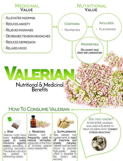 Valeriana Jatamansi MuskBala