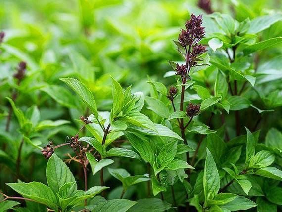 BASIL SEEDS BaBri Boel